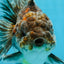 RARE A Grade Kirin Oranda Male 5.5 inches #120525OR_02