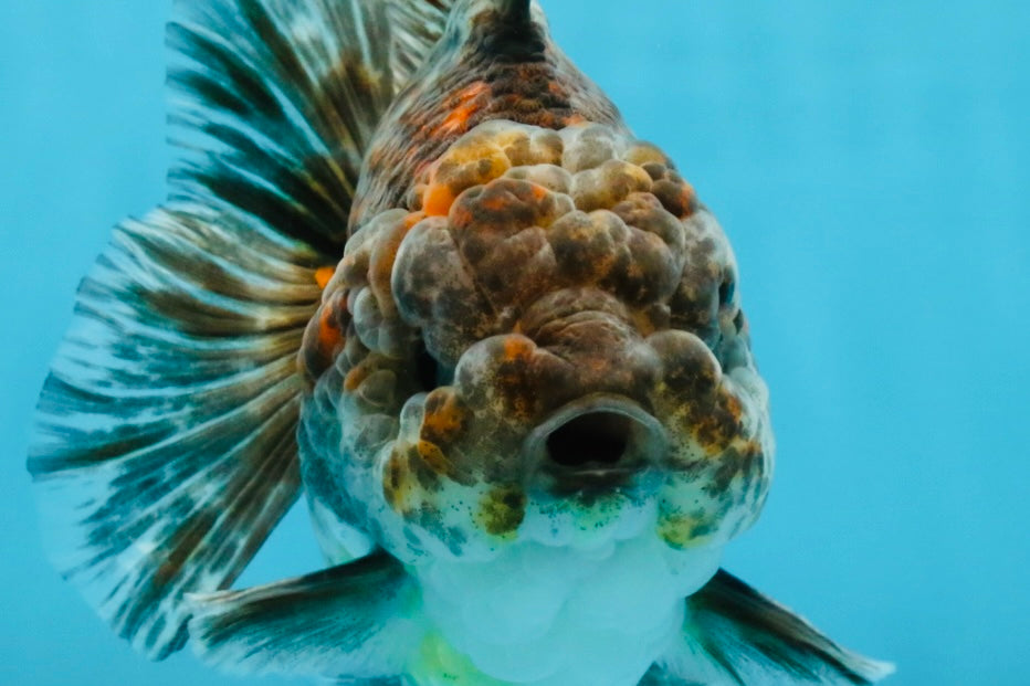 RARE A Grade Kirin Oranda Male 5.5 inches #120525OR_02