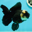 A Grade Monster Panda Oranda Female 5.5-6 inches #111524OR_18