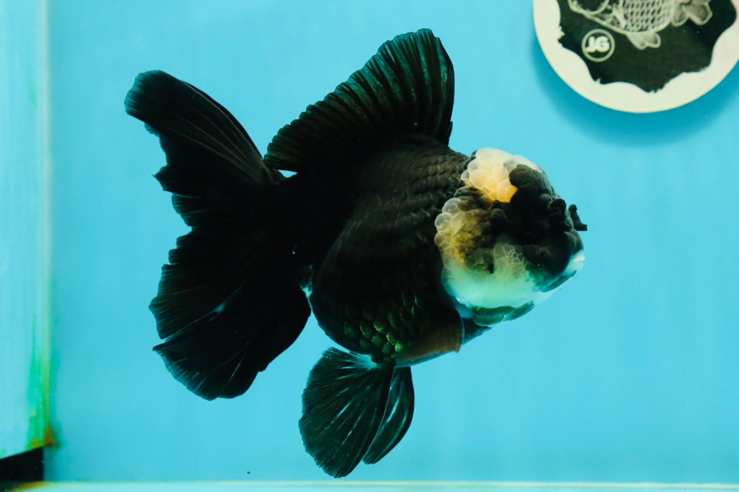 A Grade Monster Panda Oranda Female 5.5-6 inches #111524OR_18