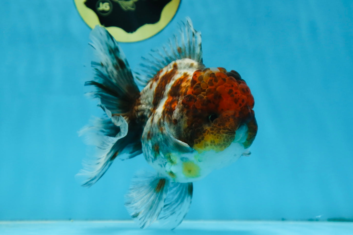 A Grade CHUBBY Calico Kirin Oranda Male 5.5  inches #091225OR_10