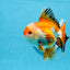 AAA Grade Tricolor Oranda Male 5-5.5 inches #0830OR_21