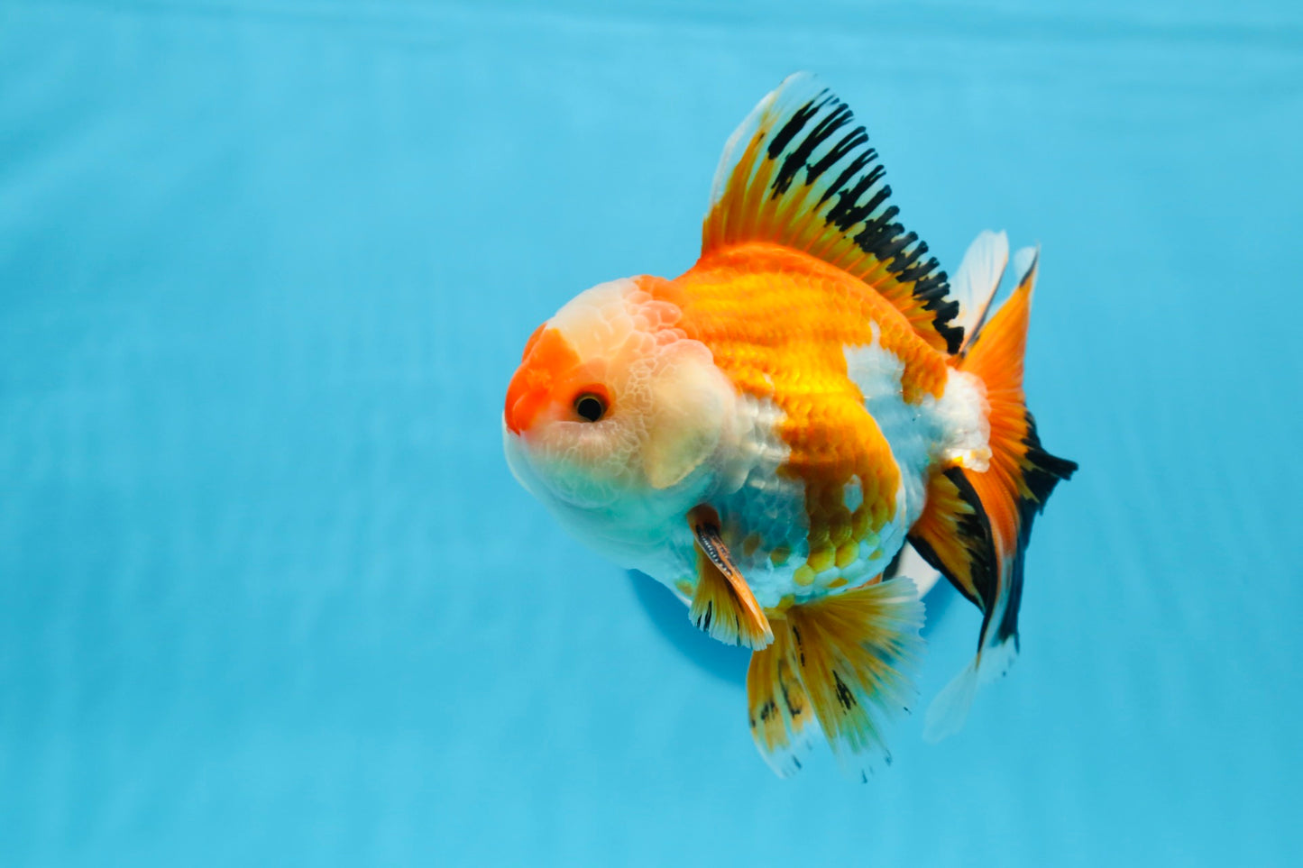 AAA Grade Tricolor Oranda Male 5-5.5 inches #0830OR_21