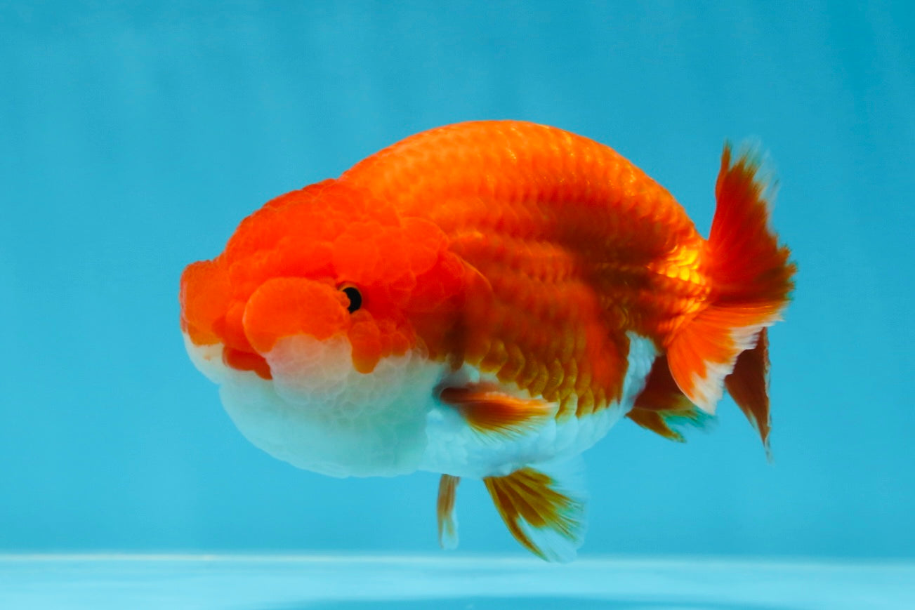 AAA Grade Red White LionKing 4-4.5  inches #053025LC_11