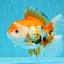 A Grade Red White Oranda Male 5.5-6 inches #040326OR_13