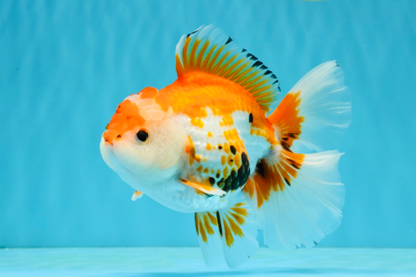 A Grade Red White Oranda Male 5.5-6 inches #040326OR_13