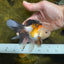 Tricolor Oranda Male 5 inches #091925OR_05