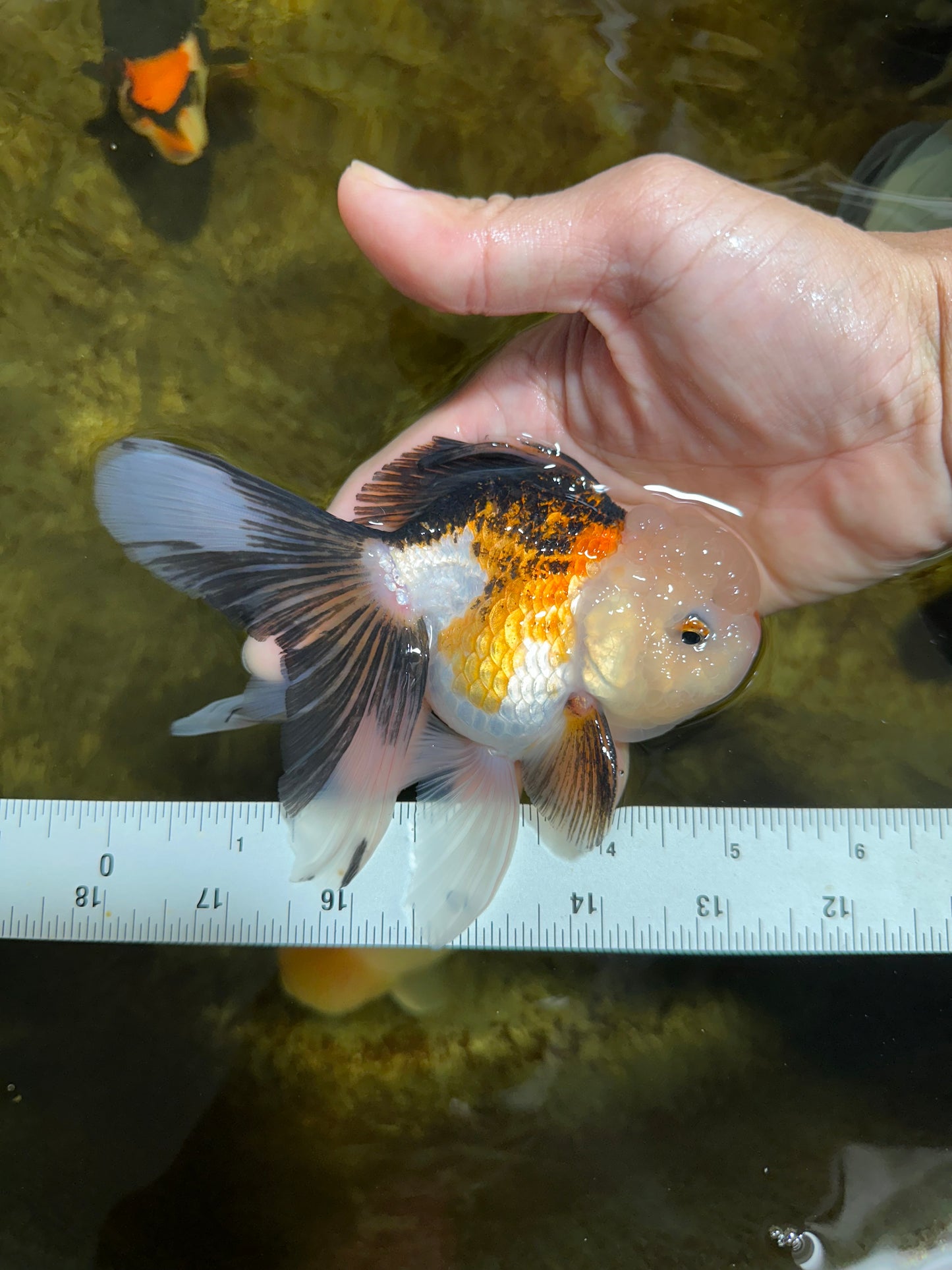 Tricolor Oranda Male 5 inches #091925OR_05
