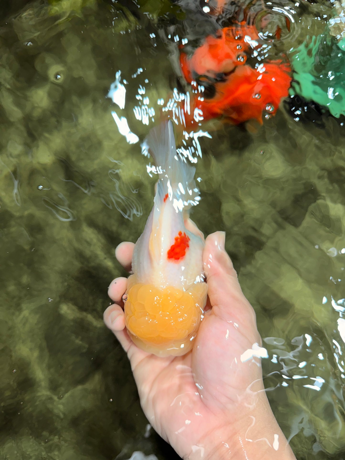 BEAUTY A Grade Red White Oranda Female 5.5 inches #040326OR_06