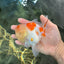 A Grade Sakura Oranda Male 4.5-5 inches #053025OR_28