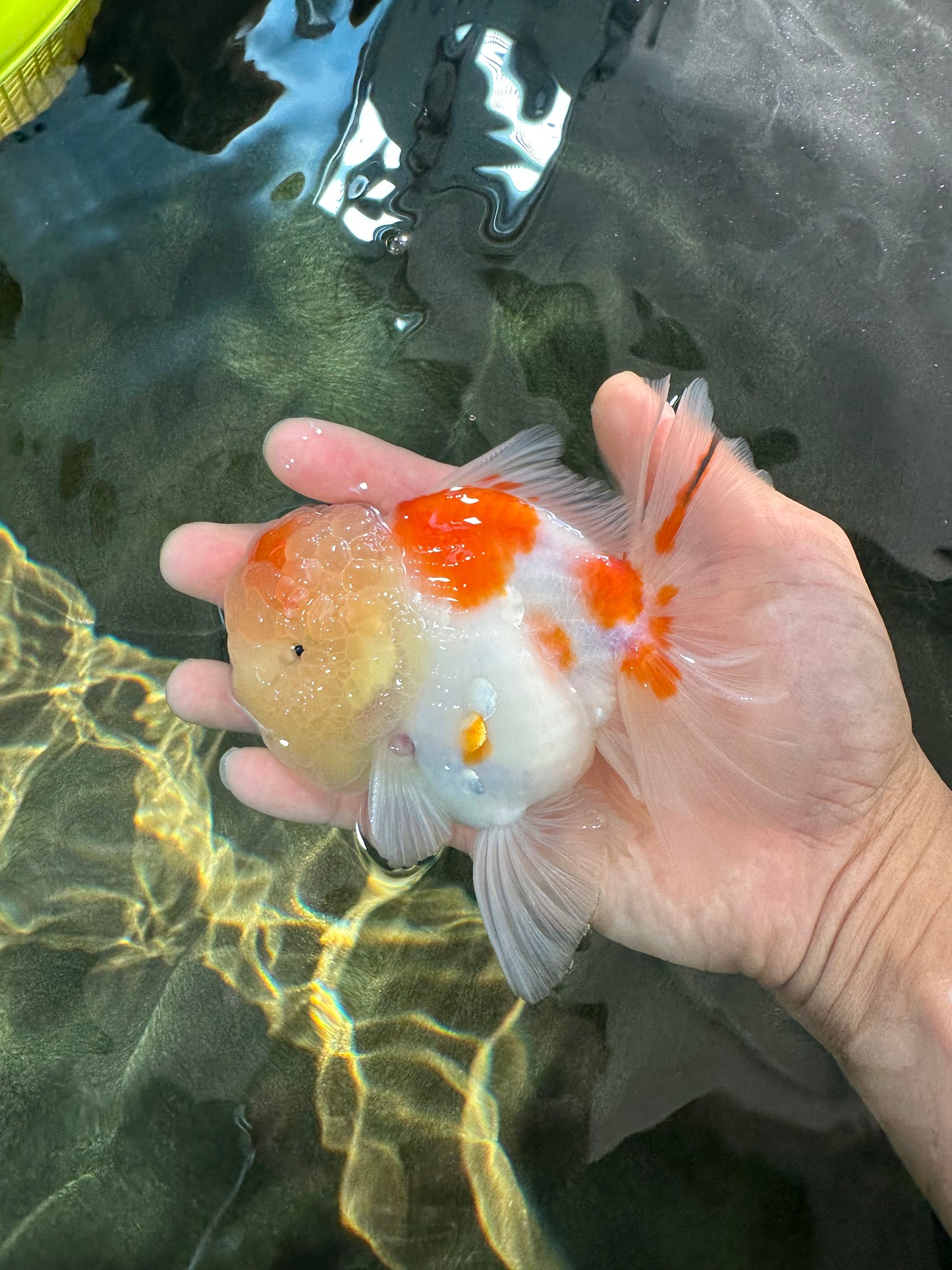 A Grade Sakura Oranda Male 4.5-5 inches #053025OR_28