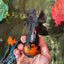 A Grade Superhero Lava Head Tricolor Oranda Male 5-5.5 inches #110824OR_16