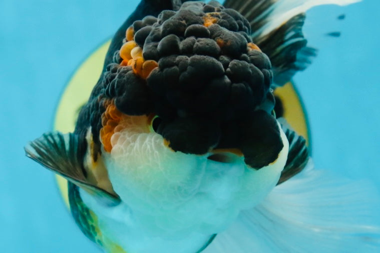 Chubby Cheek Tricolor Oranda Male 5.5 inches #053025OR_31