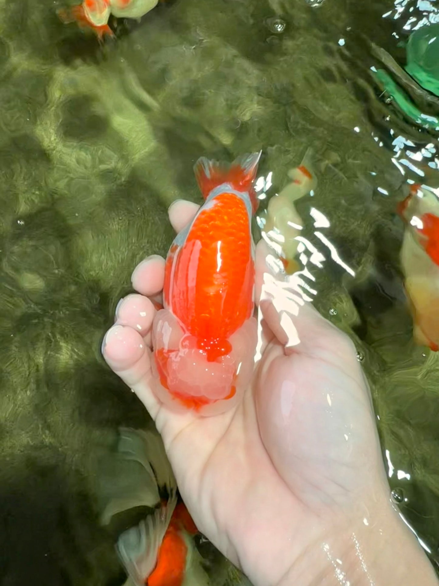 BIG WEN AAA Grade Red White LionQueen 4-4.5 inches #031326LC_06