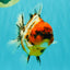 A Grade Tiger Oranda Female 5.5 inches #061926OR_28