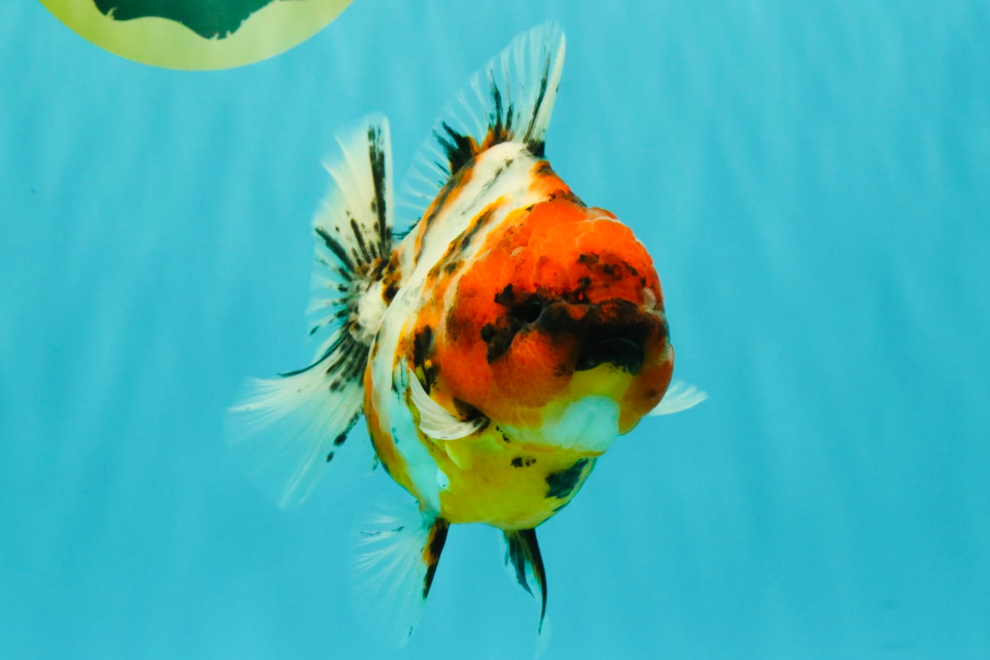 A Grade Tiger Oranda Female 5.5 inches #061926OR_28