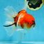 AAA Grade Young Godzilla Sakura Oranda Male 6-6.5 inches #081525OR_08