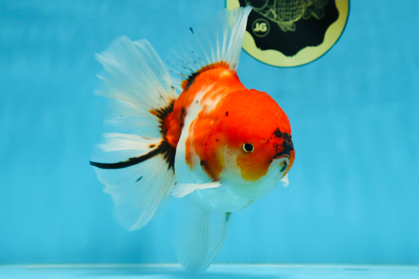 AAA Grade Young Godzilla Sakura Oranda Male 6-6.5 inches #081525OR_08