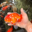 A Grade Red White Oranda Male 5.5-6 inches #070626OR_07
