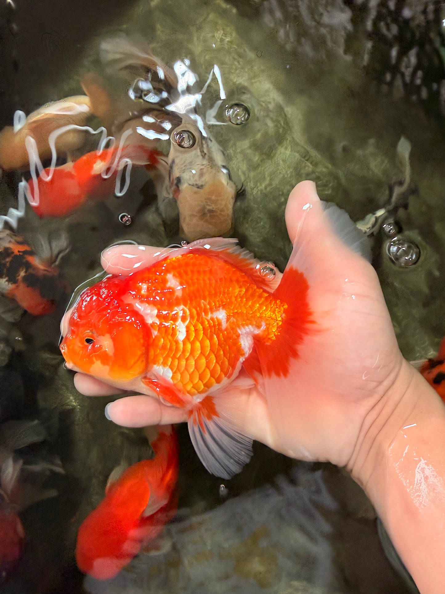 A Grade Red White Oranda Male 5.5-6 inches #070626OR_07