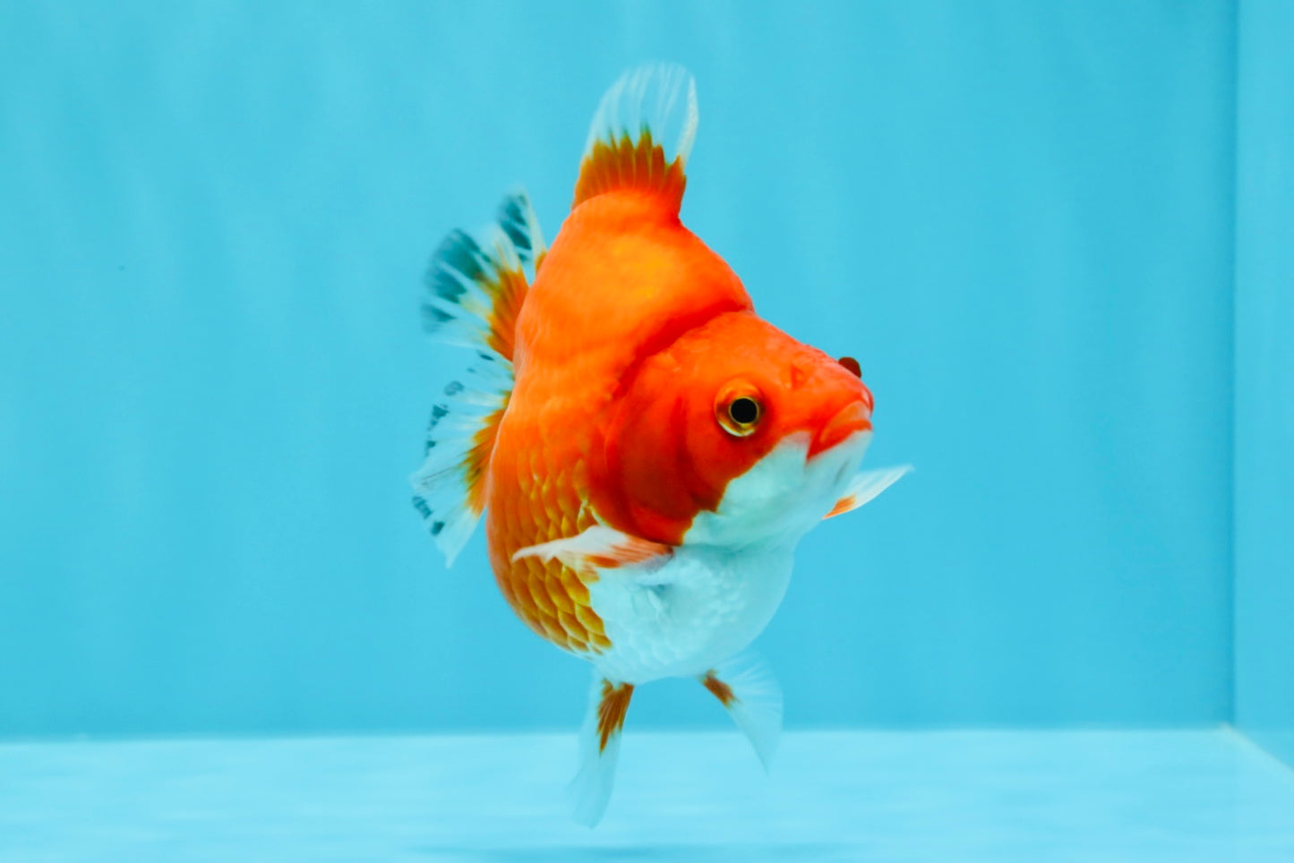 AAA Grade Red White Ryukin Female 4 inches #022726RK_18