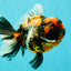 AAA Grade Special Calico Oranda Male 6 inches #062626OR_20
