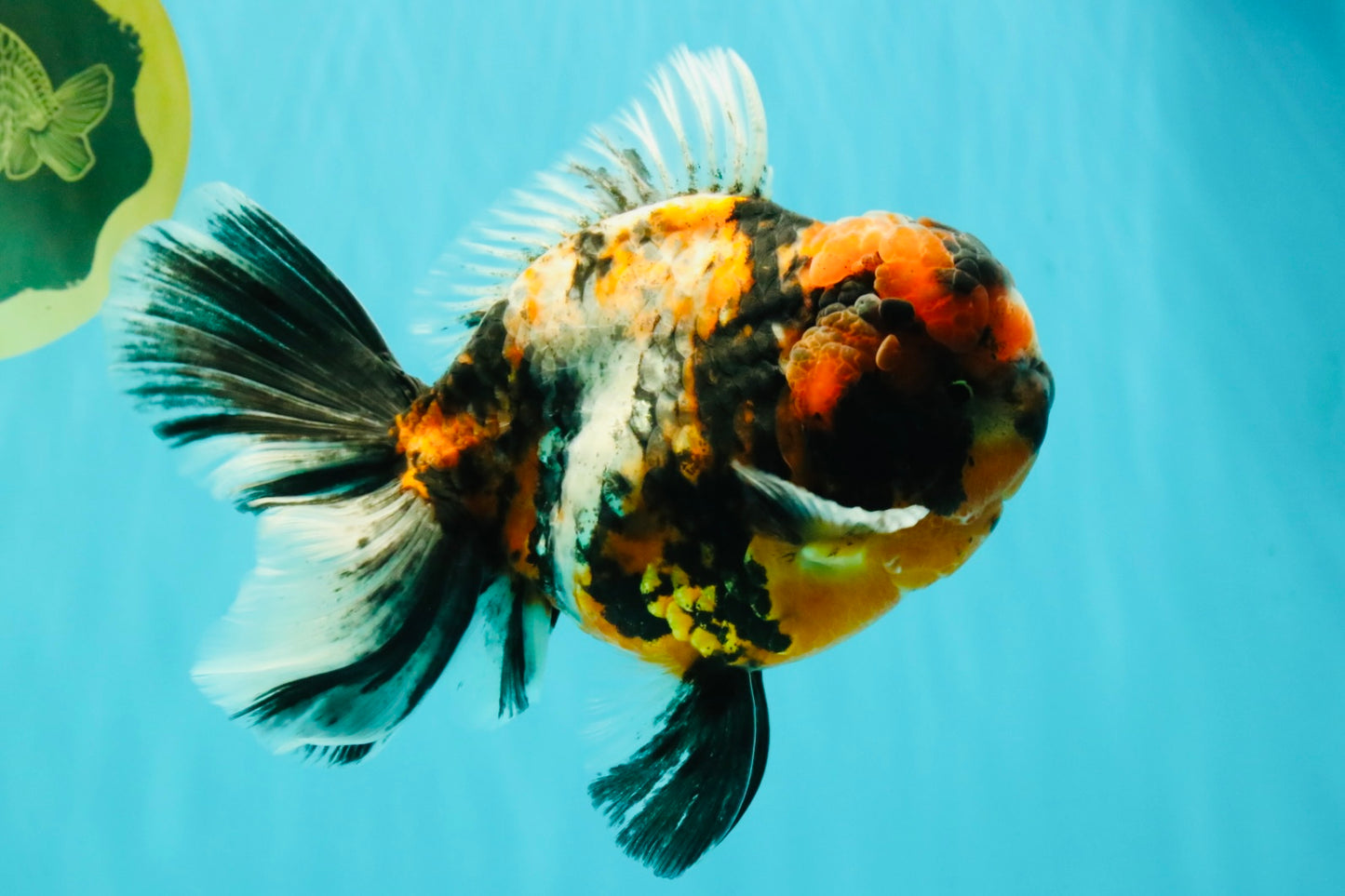 AAA Grade Special Calico Oranda Male 6 inches #062626OR_20