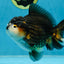 CHUBBY A Grade Tricolor Yuanbao Male 5-5.5 inches #121925YB_10