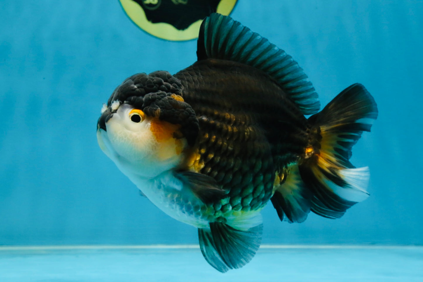 CHUBBY A Grade Tricolor Yuanbao Male 5-5.5 inches #121925YB_10