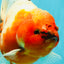 A Grade Sakura Oranda Male 6.5-7 inches #080726OR_15