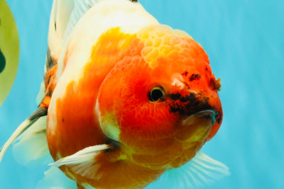 A Grade Sakura Oranda Male 6.5-7 inches #080726OR_15