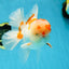 AAA JUMBO Grade Red White Oranda Male 6.5 inches #051625OR_33