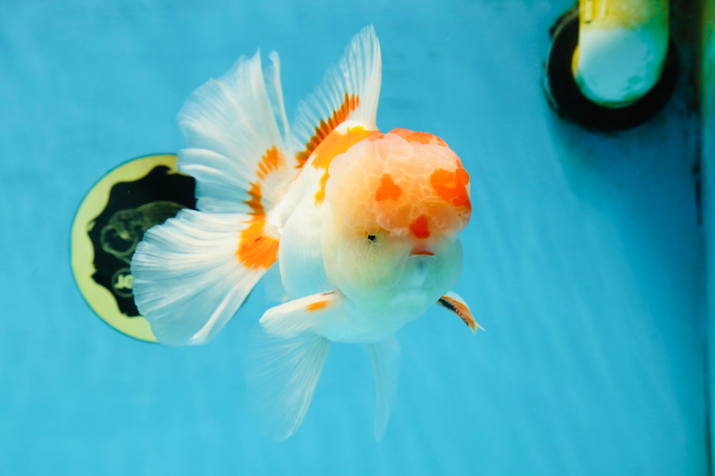 AAA JUMBO Grade Red White Oranda Male 6.5 inches #051625OR_33