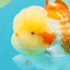 AAA Grade Polkadot Red White Oranda Male 6-6.5 inches #030626OR_19