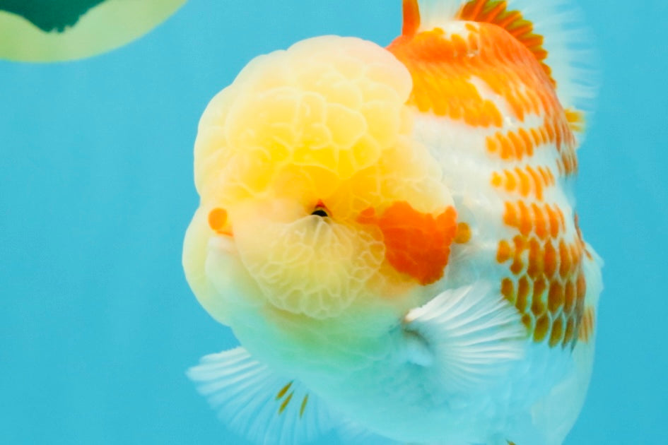 AAA Grade Polkadot Red White Oranda Male 6-6.5 inches #030626OR_19