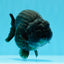 AAA Grade Black Godzilla LionKing 4.5-5 inches #0503LC_22