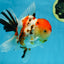 AAA Grade BEAUTY Tricolor Sakura Oranda Female 6 inches #082225OR_06