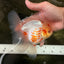 A Grade Polkadot Red White Oranda Male 6 inches #100926OR_23