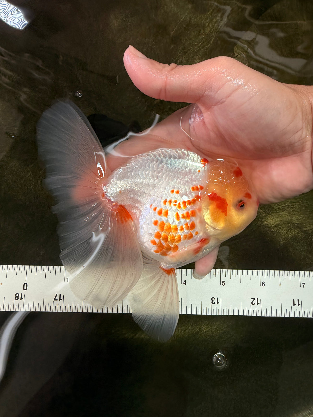 A Grade Polkadot Red White Oranda Male 6 inches #100926OR_23