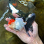 A Grade Tricolor Oranda Male 5 inches #080825OR_05