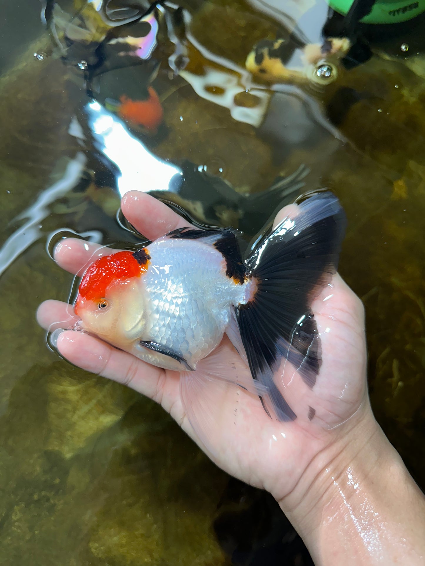A Grade Tricolor Oranda Male 5 inches #080825OR_05