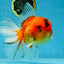 A Grade Sakura Oranda Male 6-6.5 inches #121925OR_11