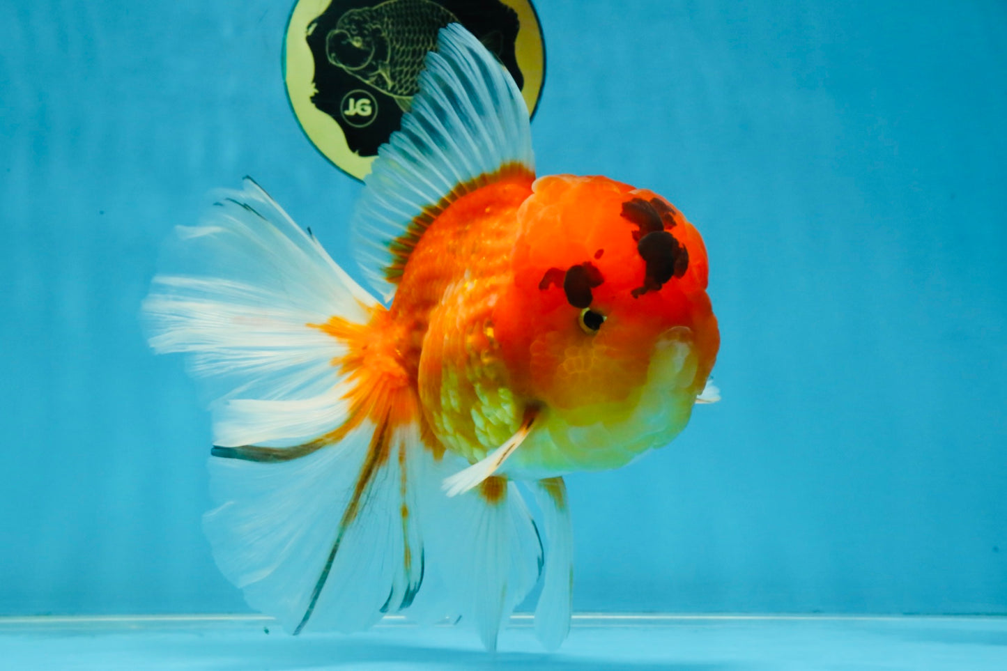 A Grade Sakura Oranda Male 6-6.5 inches #121925OR_11