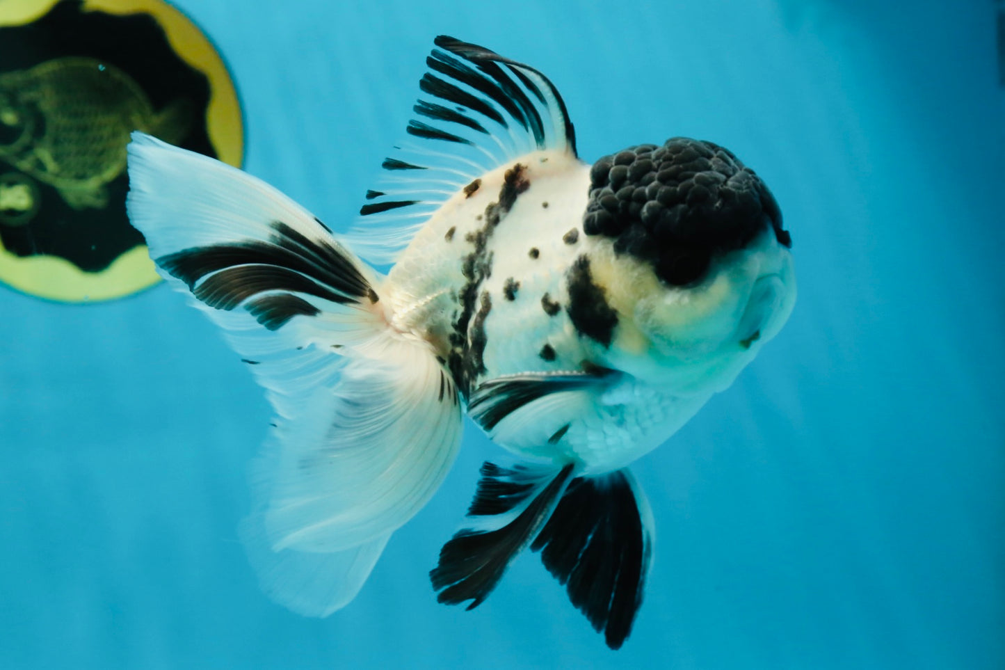 Super Panda Oranda Male 5 inches #042525OR_06