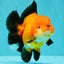 AAA Grade Apache Oranda Female 5.5-6 inches #071026OR_25