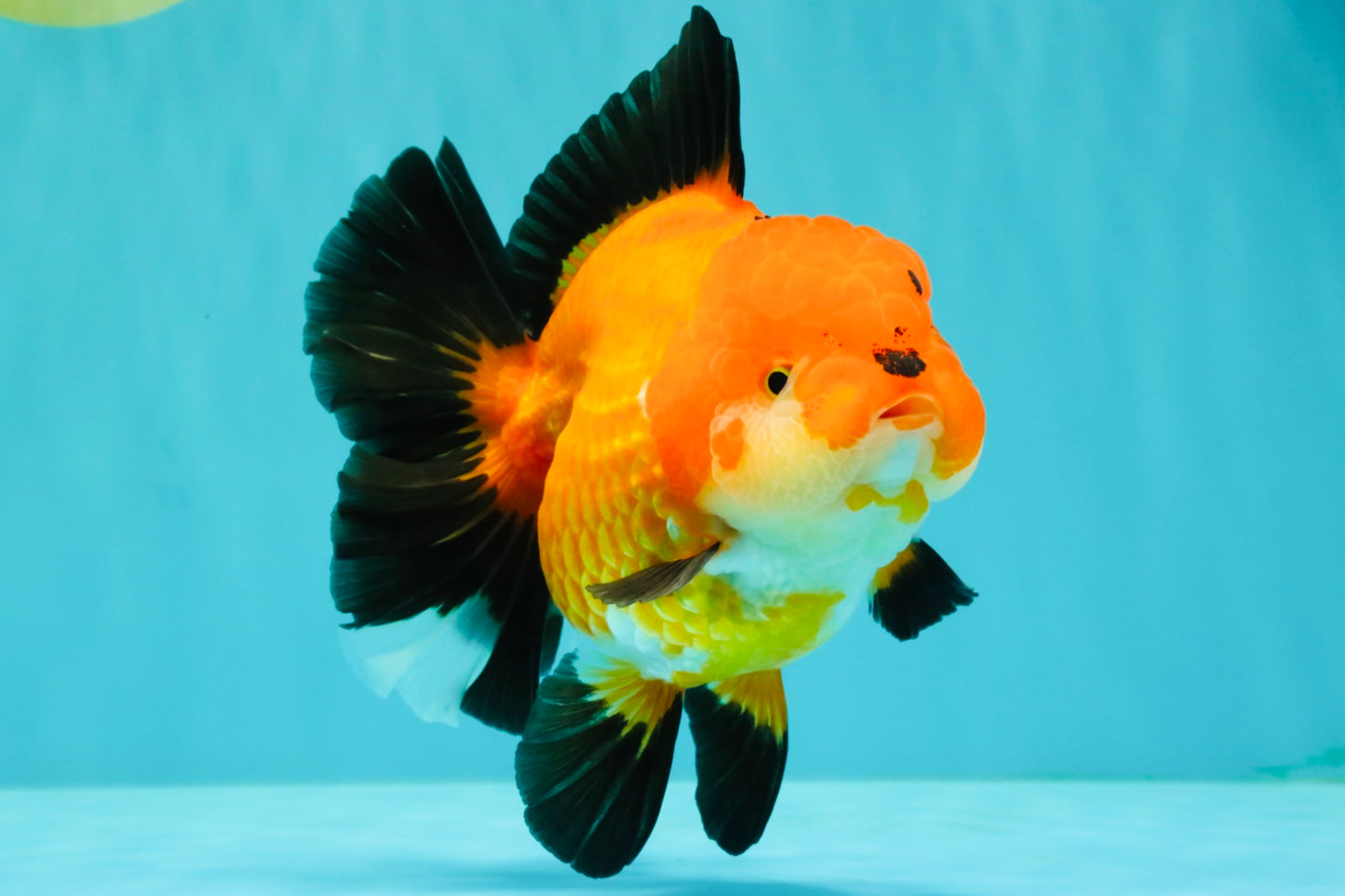 AAA Grade Apache Oranda Female 5.5-6 inches #071026OR_25