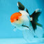 A Grade Tricolor Oranda Male 5 inches #080825OR_05