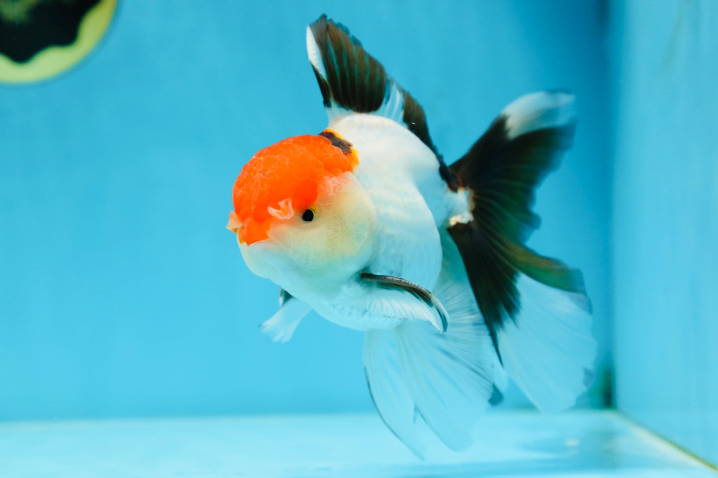 A Grade Tricolor Oranda Male 5 inches #080825OR_05