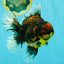 CHUNKY AAA Grade Tiger Oranda Male 6.5-7 inches #072426OR_01