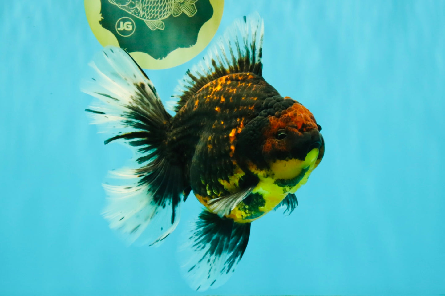 CHUNKY AAA Grade Tiger Oranda Male 6.5-7 inches #072426OR_01